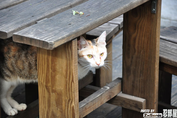 店門口的小木桌躲著一隻貓