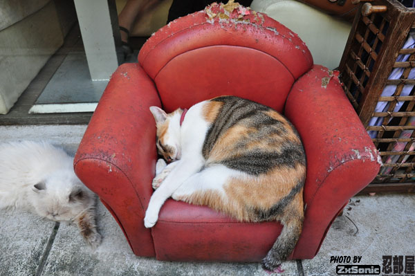 店門口的小沙發上睡死的貓