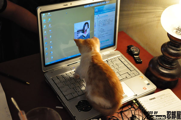 小貓咪上網打MSN