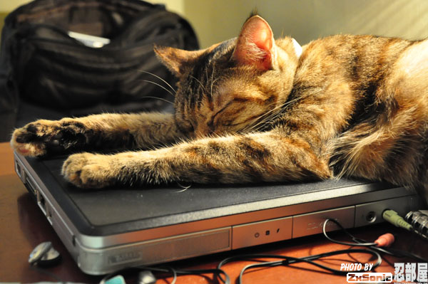 大貓上網加班累趴了